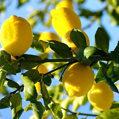 Limon Fidanlarıkategorisi görseli