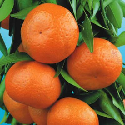 Mandalina Fidanlarıkategorisi görseli