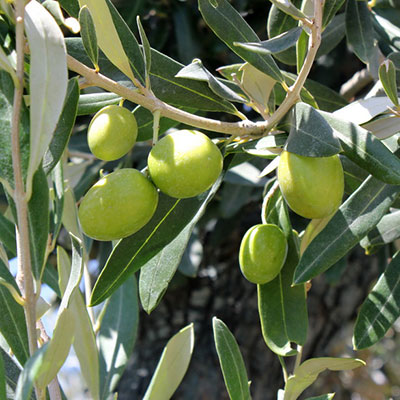 Zeytin Fidanlarıkategorisi görseli