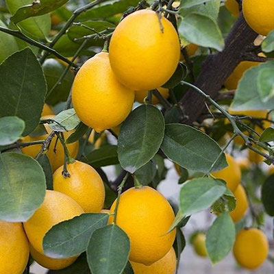 KÜT DİKEN - YEDİVEREN Limon Fidanı görseli