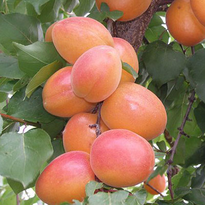 Orange Ruby Kayısı Fidanı görseli
