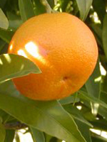 ROBİNSON Mandarin Fidanı görseli