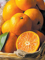 SATSUMA Mandarin Fidanı görseli